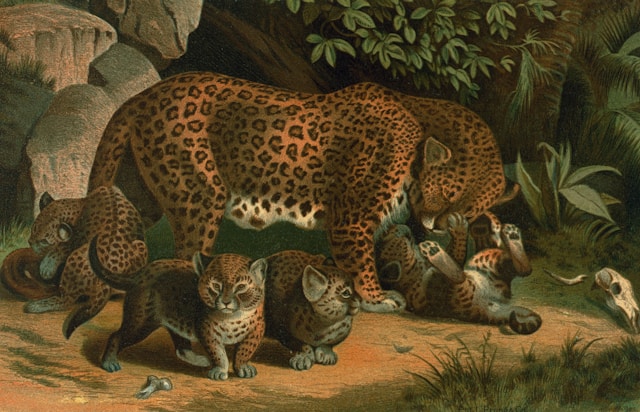 Dimanche en famille : hyènes, ours, jaguars et renards de la Préhistoire